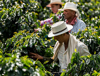Single Origin